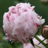 sarah bernhardt peony