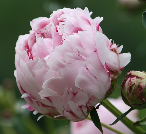 Peony sale clearance