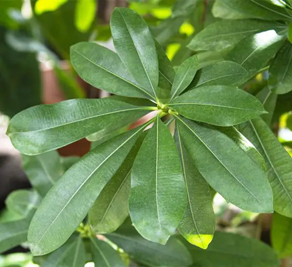Link to Schefflera  product page