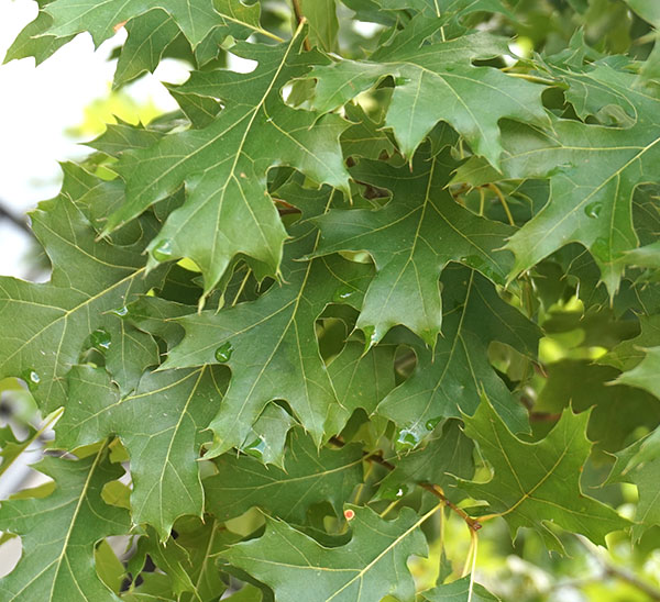 Shade Trees