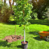 Shade Tree Pick & Plant Package Gallery Image