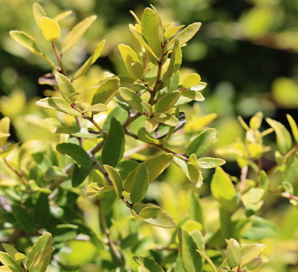 Shrubs for Small Spaces 