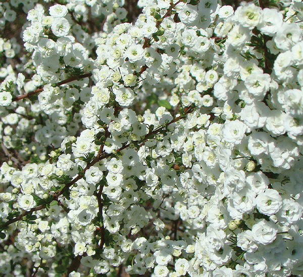Double Bridal Wreath Spirea 