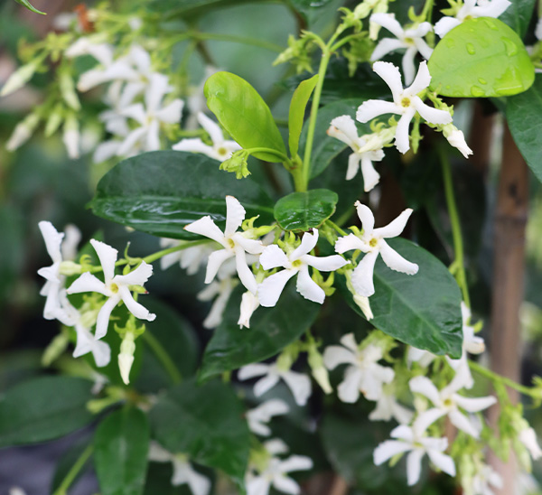 Star Jasmine