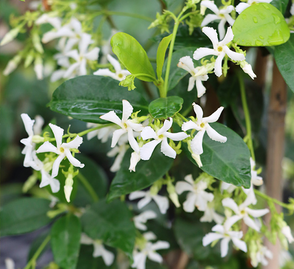 Star Jasmine 