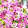 Stock Pink blooms