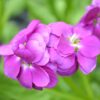 Stock Purple blooms