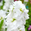 Stock White blooms