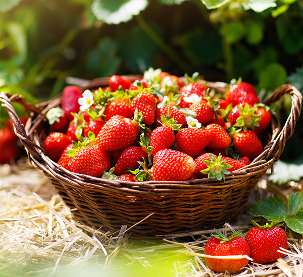 Strawberries 
