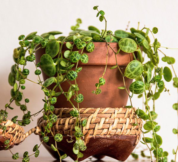 Indoor Plants 