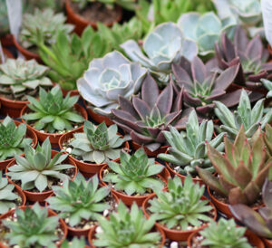 Indoor succulent assortment