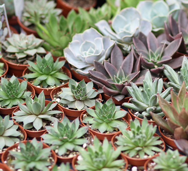 Indoor Cacti & Succulents 