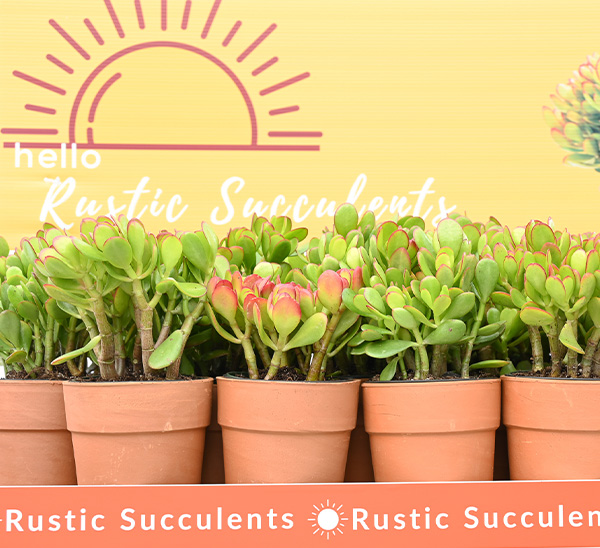 Link to Indoor Cacti & Succulents  product page