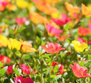 Purslane Mixed flower colors