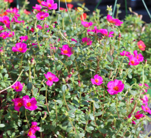 fuchsia purslane in hanging basket