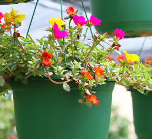 purslane mixed colors in hanging basket