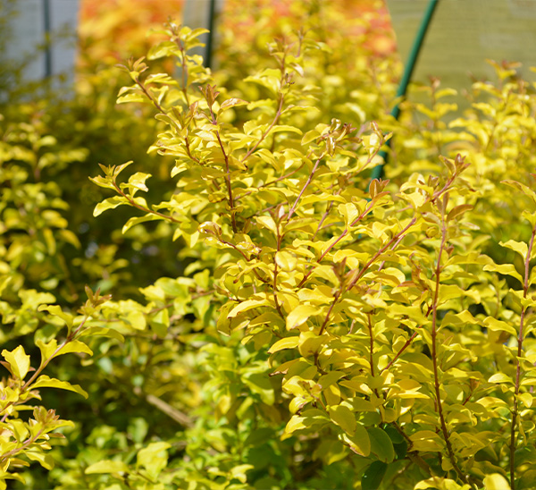 Link to Sunshine Ligustrum  product page