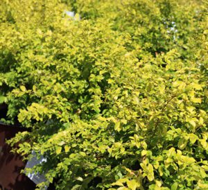 Sunshine Ligustrum