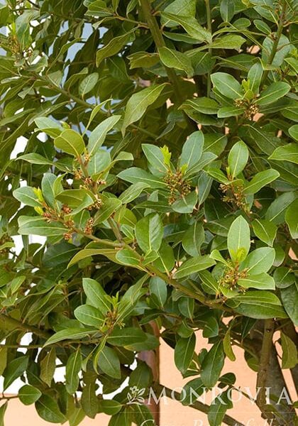 sweet bay laurel monrovia