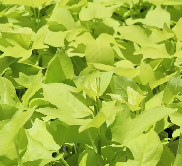 Link to Sweet Potato Vine  product page