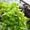 Sweet Potato Vine Photo 3