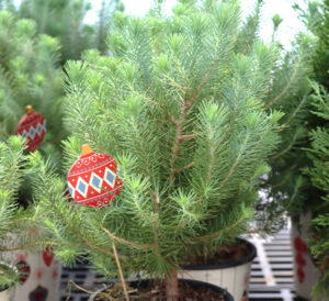 Italian Stone Pine