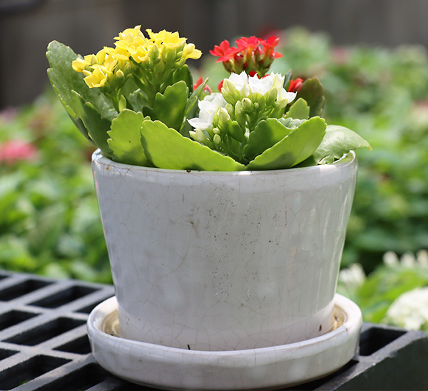 Link to Pottery  product page