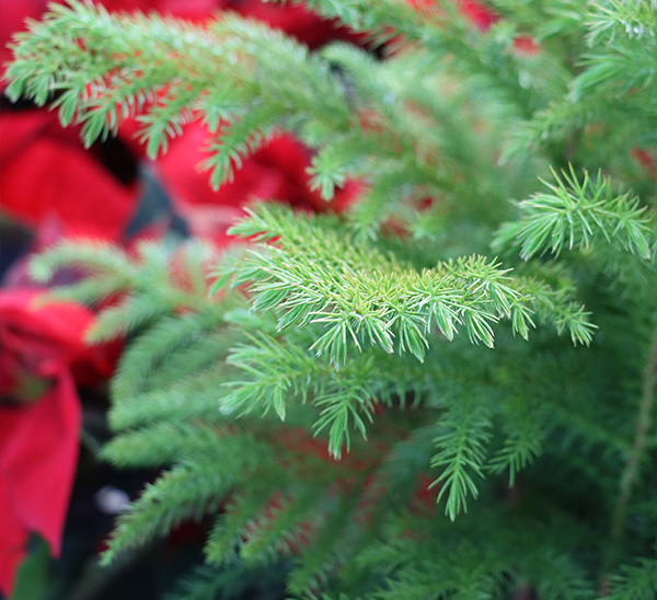 Link to Tabletop Christmas  product page