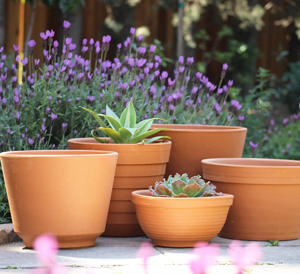 Terra Cotta Pottery 