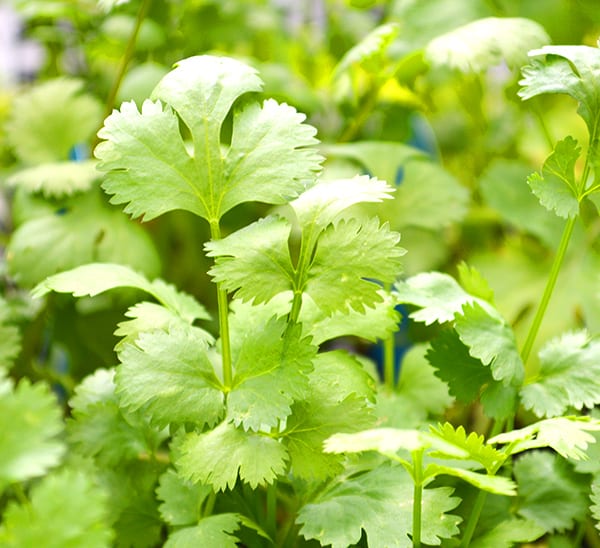 Tex-Mex Herb Kit