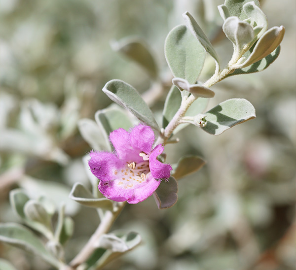 Link to Texas Sage  product page
