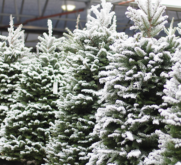 Flocked & Tipped Fresh Cut Christmas Trees 