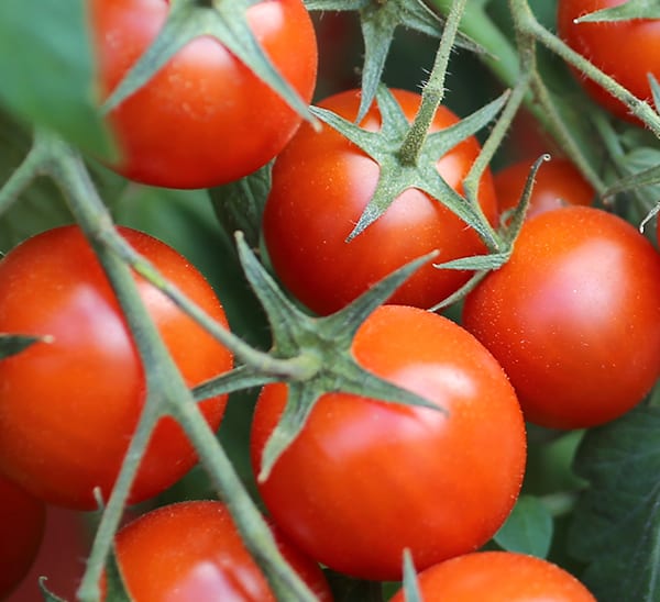 Tomato Starter Trio