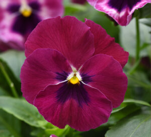 top wave matrix pansy with maroon bloom