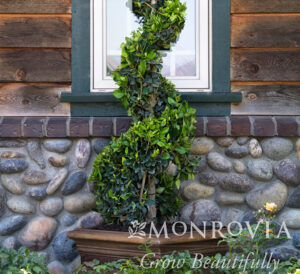 Ligustrum Holly