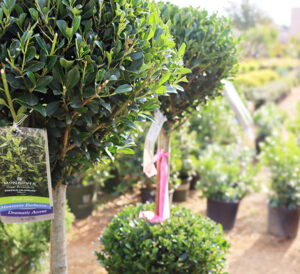 Two Tier Emerald Colonnade® Holly