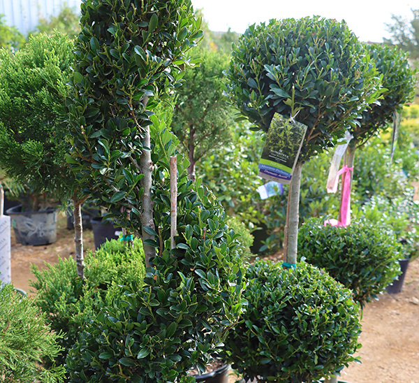 Topiaries 