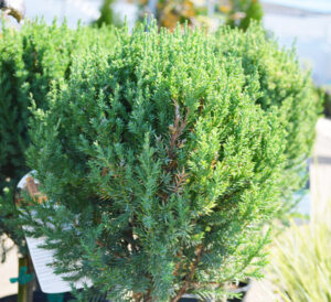 Juniper shaped in single ball