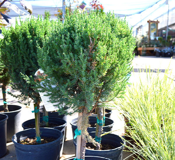 Topiaries 