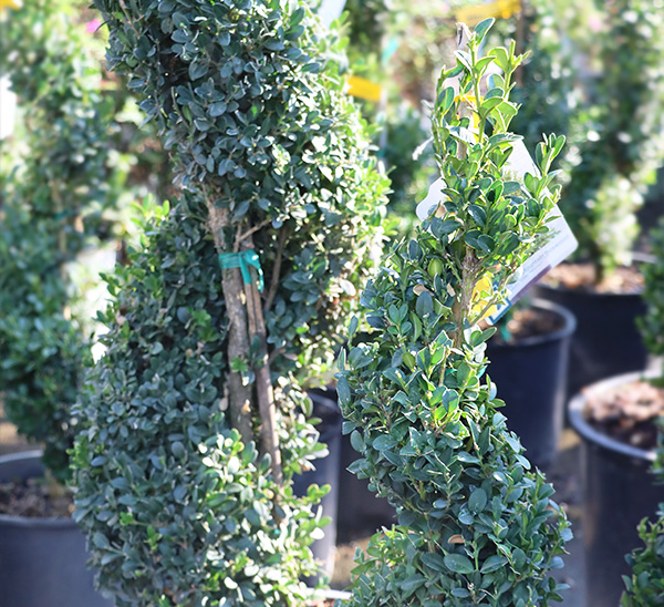 Link to Topiaries  product page