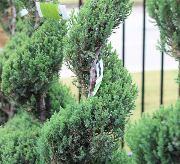 Topiaries 