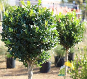 Topiaries