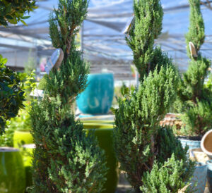 spiral juniper topiary