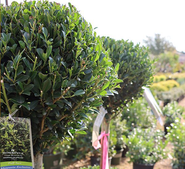 Link to Topiary  product page