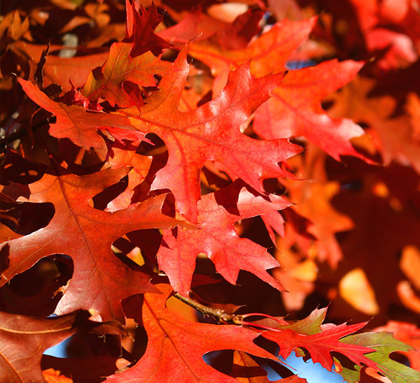 Link to Shade Trees  product page