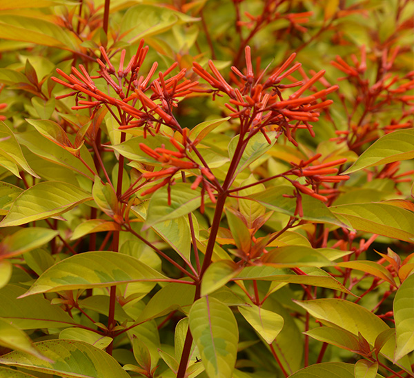 Tropical Shrubs 