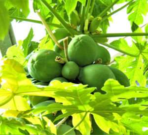 Papaya