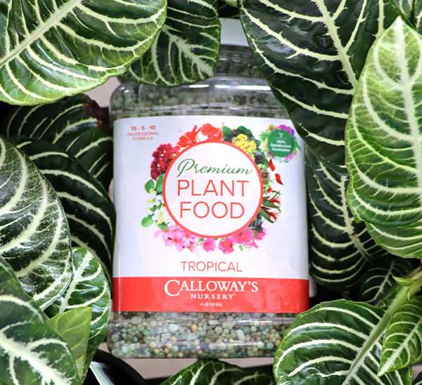 Calloway’s Premium Tropical Plant Food