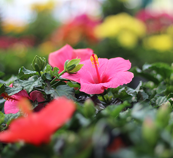 Tropical Hibiscus 