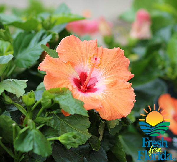 Link to Tropical Hibiscus  product page